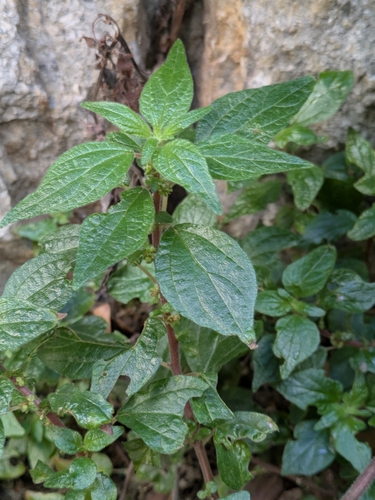 pellitory-of-the-wall