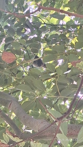 Eurasian Blackbird