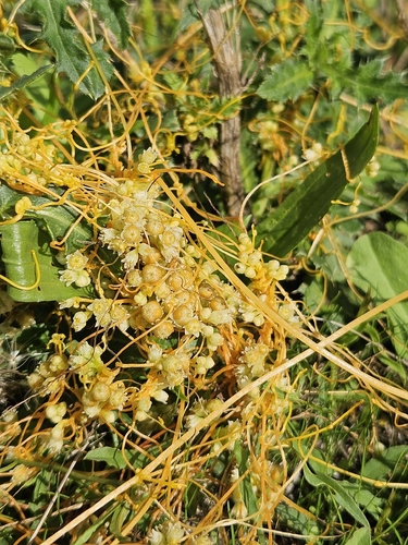 Field Dodder