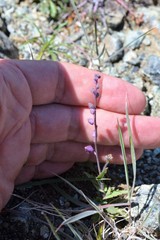 Streptanthus glandulosus pulchellus