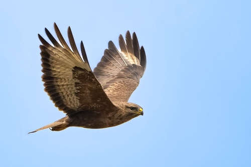 Common Buzzard