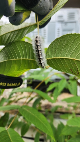 Hickory Tussock Moth