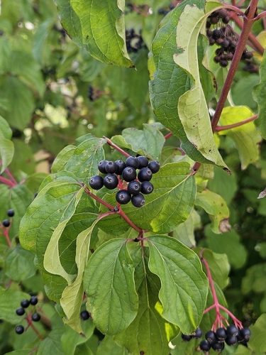 common dogwood