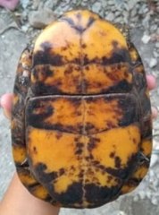 Terrapene carolina yucatana