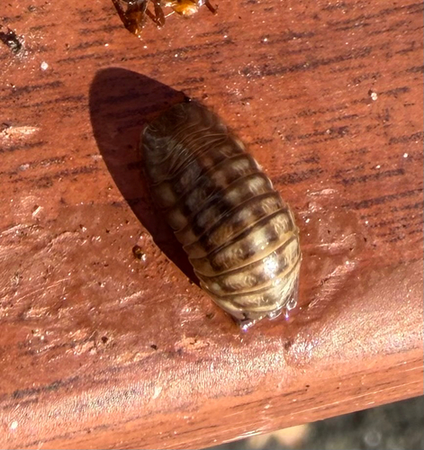 Nosy Pill Woodlouse