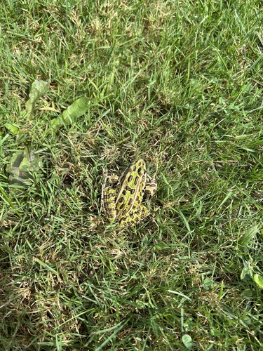 Northern Leopard Frog