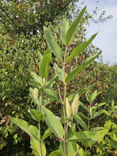 common milkweed