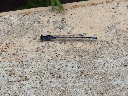 Familiar Bluet