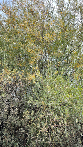 Salix exigua, photograph 2