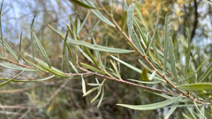 Salix exigua