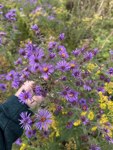 New England aster