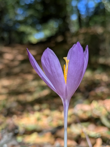 Autumn Crocus
