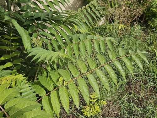 tree-of-heaven