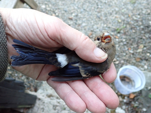Eurasian Bullfinch