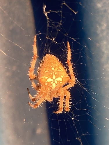 Pale Cross Orbweaver
