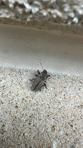 White-fringed weevil