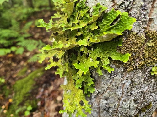 Tree Lungwort