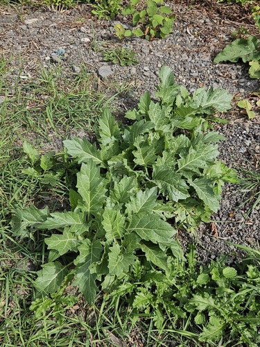 black henbane