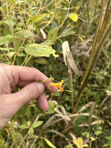 common jewelweed