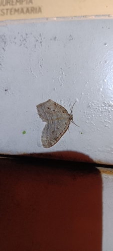 Autumnal Moth