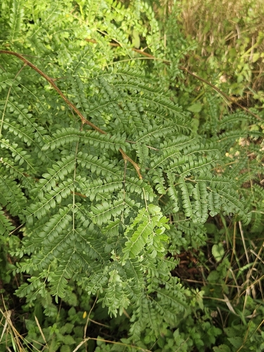 honey locust