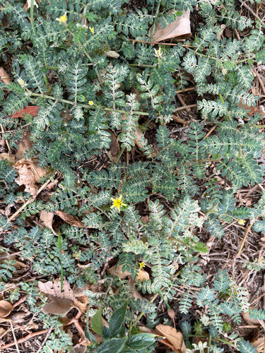 puncture vine