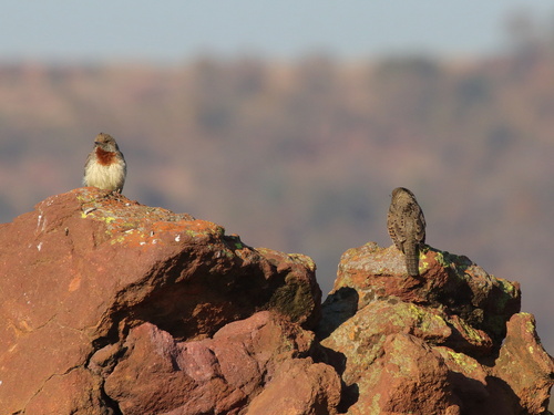 iNaturalist image