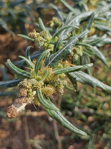spiny cocklebur
