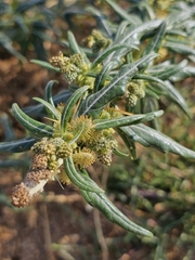 (c) Анна, some rights reserved (CC BY) Xanthium spinosum, photograph (c) Анна, some rights reserved (CC BY)