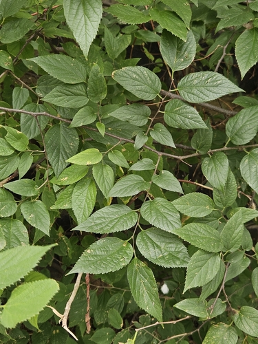 common hackberry