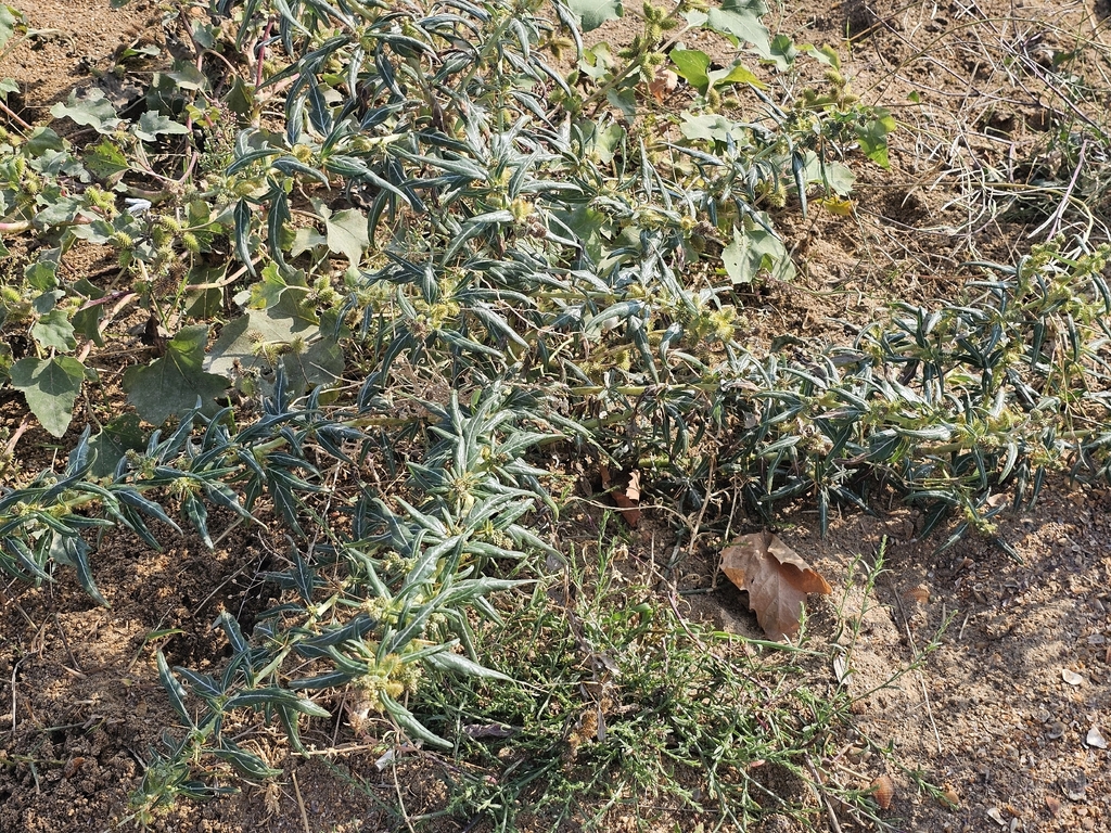 Xanthium spinosum; photograph (c) Анна, some rights reserved (CC BY)