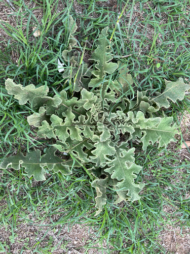 wavyleaf mullein
