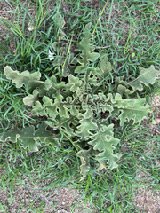 Verbascum sinuatum