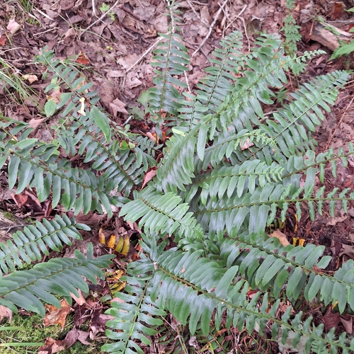 Christmas fern