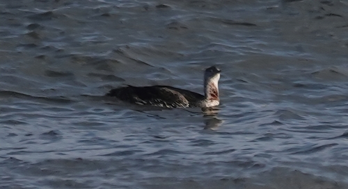 Red-throated Loon