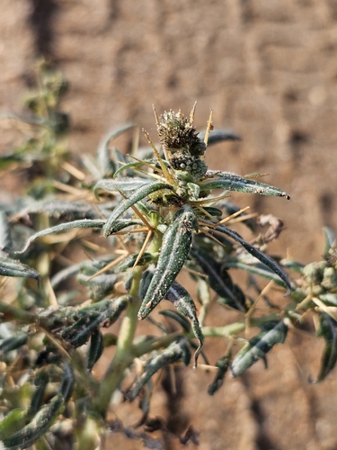 Xanthium spinosum