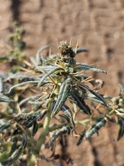 Xanthium spinosum