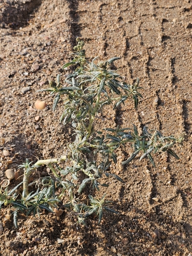 Xanthium spinosum, photograph 2