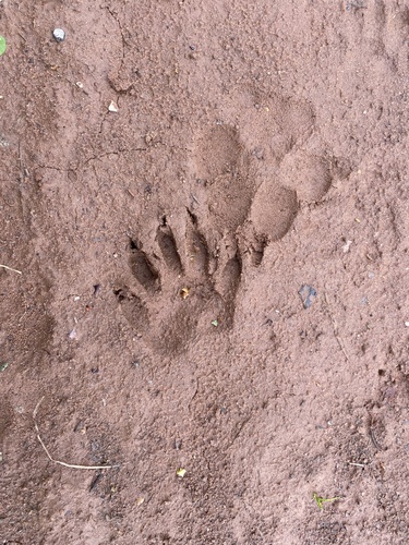 Common Raccoon