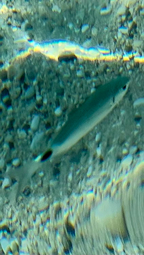 Saddled Seabream