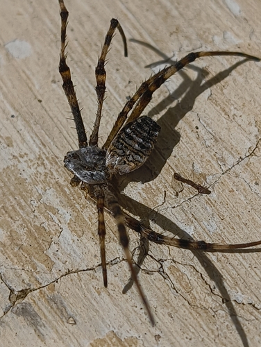 Wasp Spider