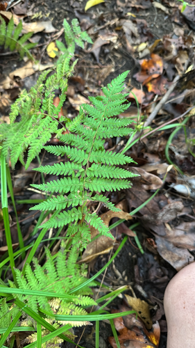 New York fern