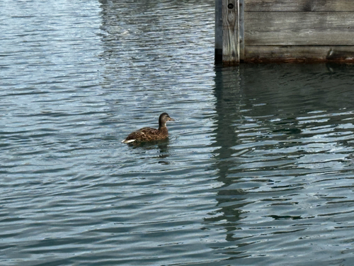 Mallard