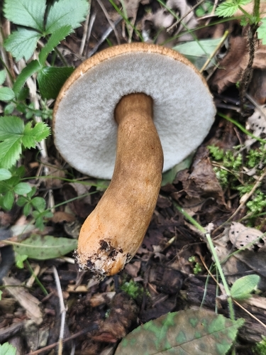 Gyroporus castaneus — (c) victor laborde, some rights reserved (CC BY)