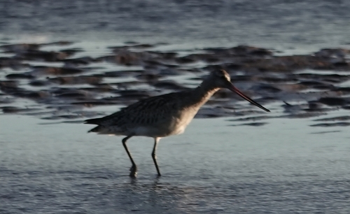 Bar-tailed Godwit