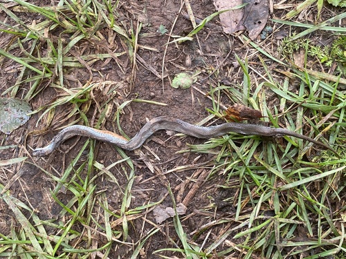 Red-bellied Snake