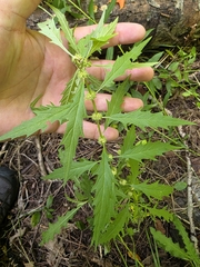 Lycopus americanus