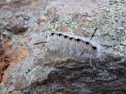 Hickory Tussock Moth