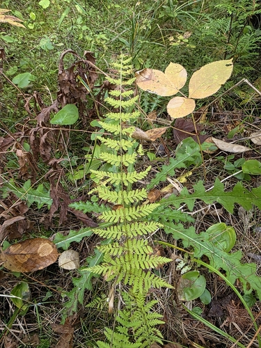Cystopteris bulbifera, photograph 3