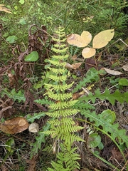 Cystopteris bulbifera, photograph author not stated, no rights reserved
